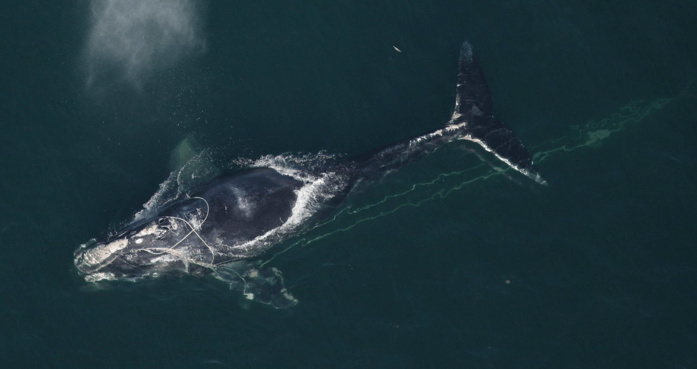North Atlantic Right Whale