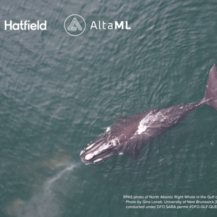 right whale