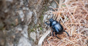 Identifying Pine Beetle Damage