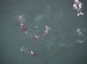 North Atlantic Right Whale Pod