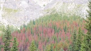 Forest infected by Alberta Pine Beetle