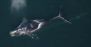 North Atlantic Right Whale