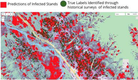 Pine Beetle Infection Satellite Detection