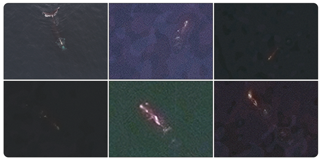 Right Whale Satellite Imagery